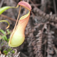 Nepenthes